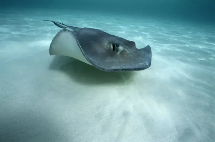 Framed Print : Stingray. 4.1.1 Framed Print : Stingray. 4.1.1