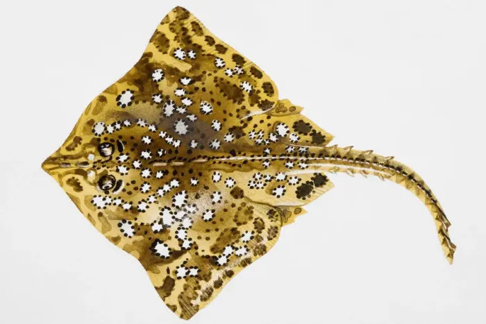 Framed Print : Stingray (Dasyatidae) Framed Print : Stingray (Dasyatidae)