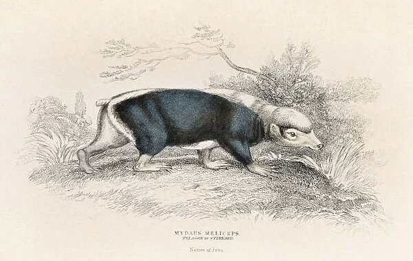 The stink badger engraving 1855