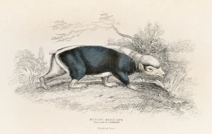 Framed Print : The stink badger engraving 1855