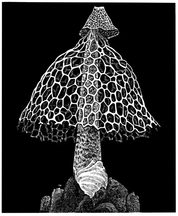 Framed Print : Stinkhorn or stinking morel (Phallus impudicus)