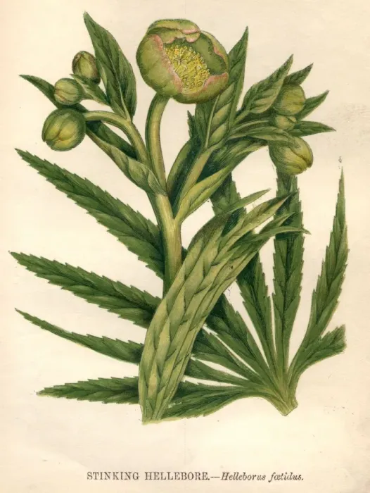 Framed Print : Stinking Hellebore Framed Print : Stinking Hellebore