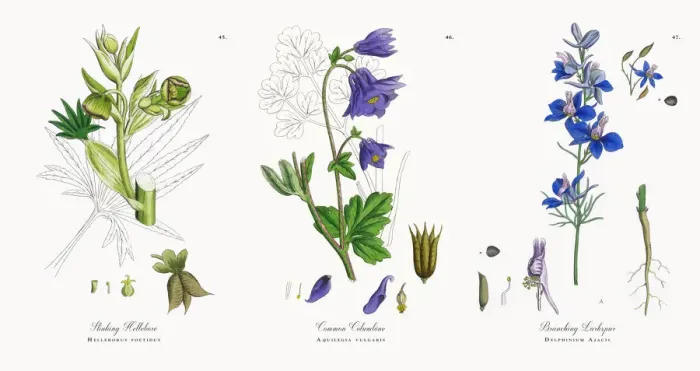 Framed Print : Stinking Hellebore, Helleborus foetidus, Victorian Botanical Illustration, 1863