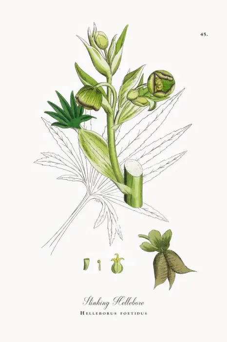 Framed Print : Stinking Hellebore, Helleborus foetidus, Victorian Botanical Illustration, 1863 Framed Print : Stinking Hellebore, Helleborus foetidus, Victorian Botanical Illustration, 1863