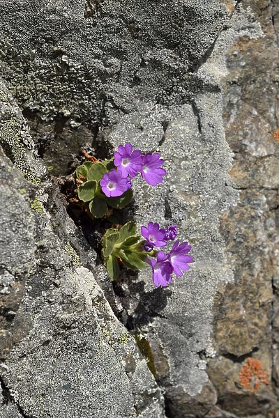 Stinking Primrose -Primula hirsuta-, Lower Engadin, Canton of Graubunden, Switzerland
