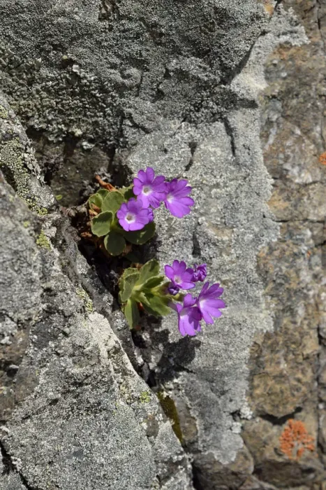 Framed Print : Stinking Primrose -Primula hirsuta-, Lower Engadin, Canton of Graubunden, Switzerland Framed Print : Stinking Primrose -Primula hirsuta-, Lower Engadin, Canton of Graubunden, Switzerland