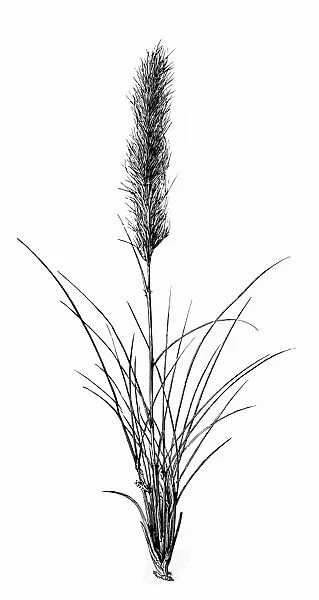 Stipa tenacissima (esparto, esparto grass, halfah grass)