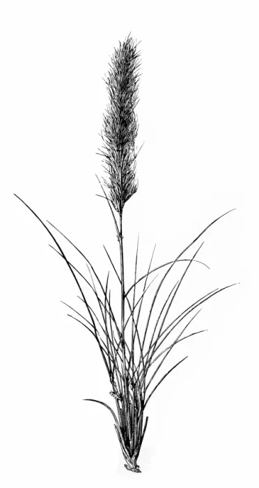 Framed Print : Stipa tenacissima (esparto, esparto grass, halfah grass) Framed Print : Stipa tenacissima (esparto, esparto grass, halfah grass)