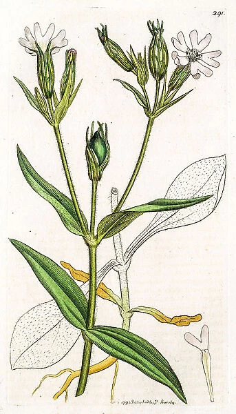 Stitchwort plant