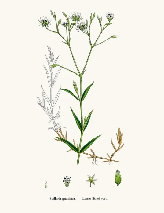 Framed Print : Stitchwort plant Framed Print : Stitchwort plant