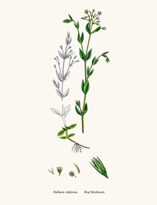 Framed Print : Stitchwort plant Framed Print : Stitchwort plant
