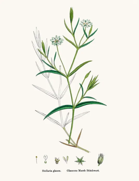 Framed Print : Stitchwort plant Framed Print : Stitchwort plant