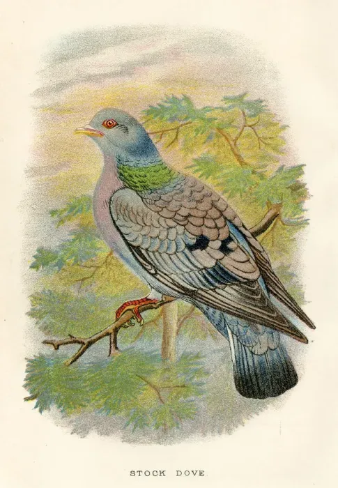 Framed Print : Stock dove birds from Great Britain 1897 Framed Print : Stock dove birds from Great Britain 1897