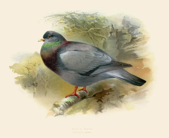 Framed Print : Stock dove illustration 1900 Framed Print : Stock dove illustration 1900