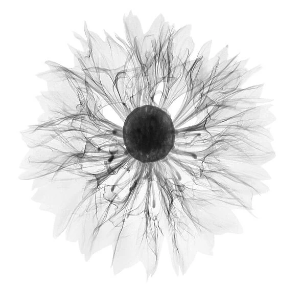 Stock flower (Matthiola incana), X-ray