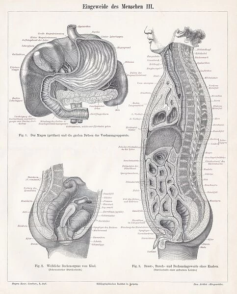 Stomach digestive system engraving 1895