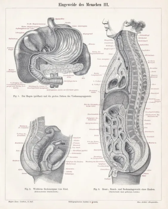 Framed Print : Stomach digestive system engraving 1895 Framed Print : Stomach digestive system engraving 1895