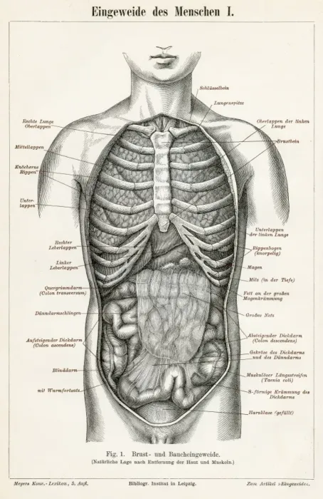 Framed Print : Stomach digestive system engraving 1895 Framed Print : Stomach digestive system engraving 1895