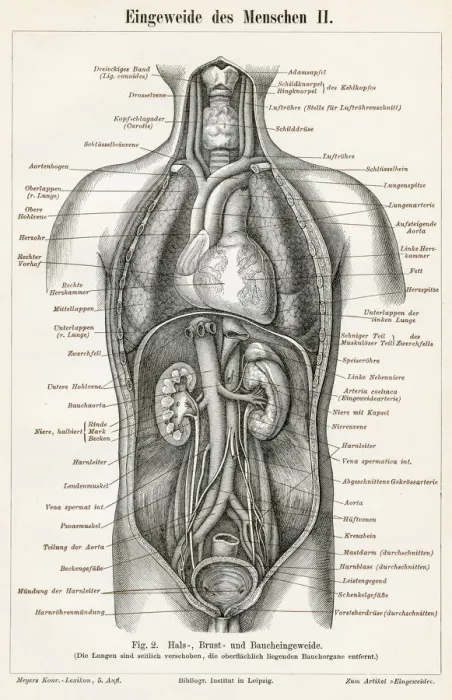Framed Print : Stomach digestive system engraving 1895 Framed Print : Stomach digestive system engraving 1895