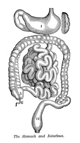 Stomach and Intestines engraving anatomy 1872