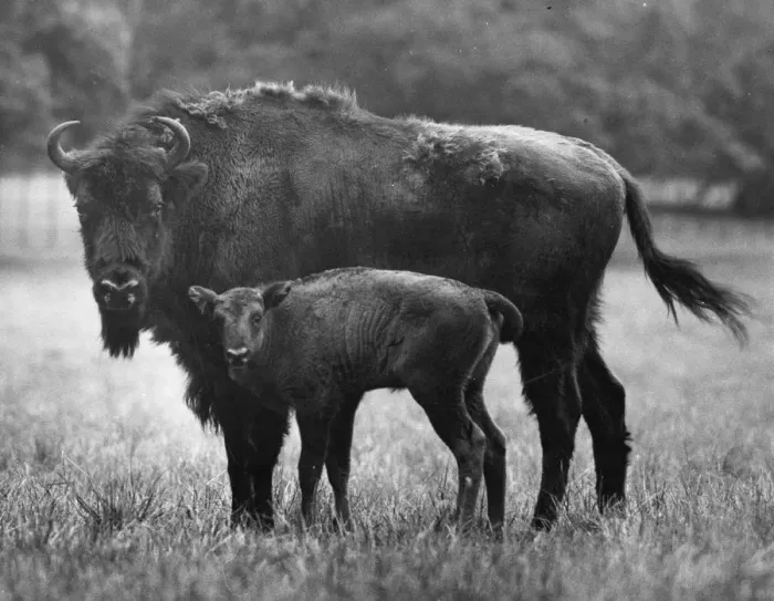 Framed Print : Stone Age Herd Framed Print : Stone Age Herd