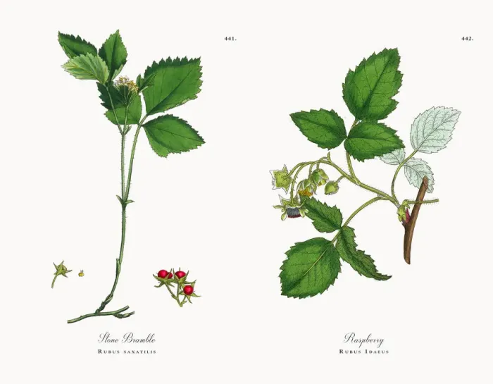 Framed Print : Stone Bramble, Rubus saxatilis, Victorian Botanical Illustration, 1863 Framed Print : Stone Bramble, Rubus saxatilis, Victorian Botanical Illustration, 1863