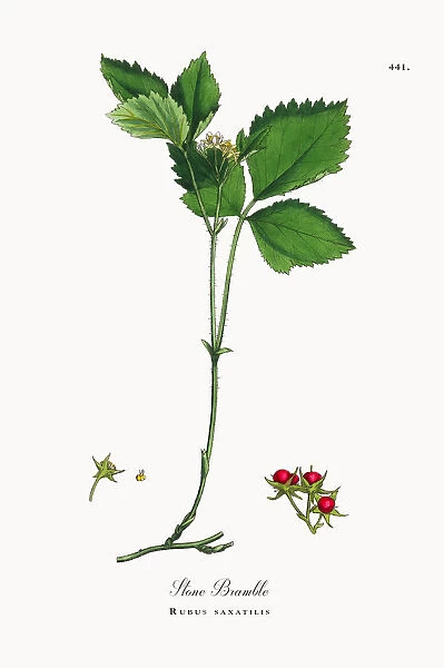 Stone Bramble, Rubus saxatilis, Victorian Botanical Illustration, 1863