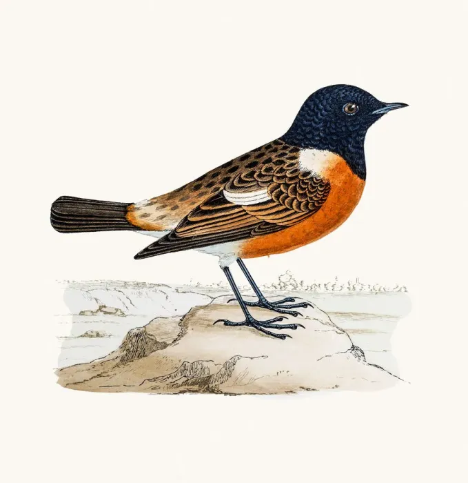 Framed Print : Stonechat bird Framed Print : Stonechat bird