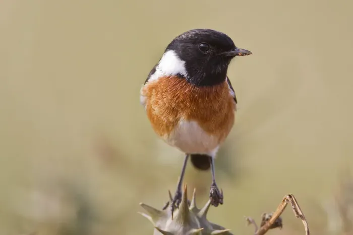 Framed Print : Stonechat -Saxicola rubicola- at Addo Elephant Park, South Africa Framed Print : Stonechat -Saxicola rubicola- at Addo Elephant Park, South Africa