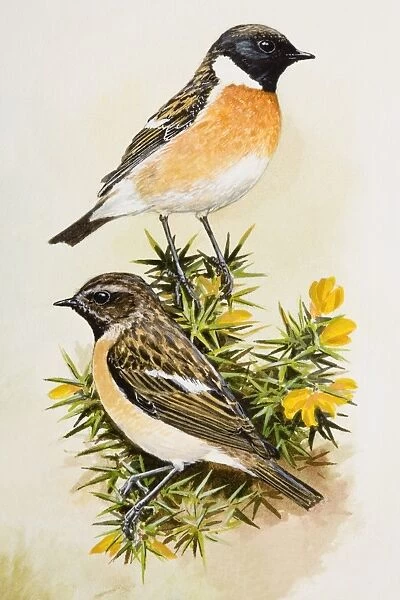 Stonechat (Saxicola rubicola), two birds sitting among flowers, side view