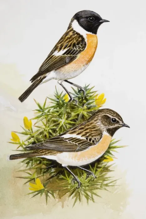 Framed Print : Stonechat (Saxicola rubicola), two birds sitting among flowers, side view Framed Print : Stonechat (Saxicola rubicola), two birds sitting among flowers, side view