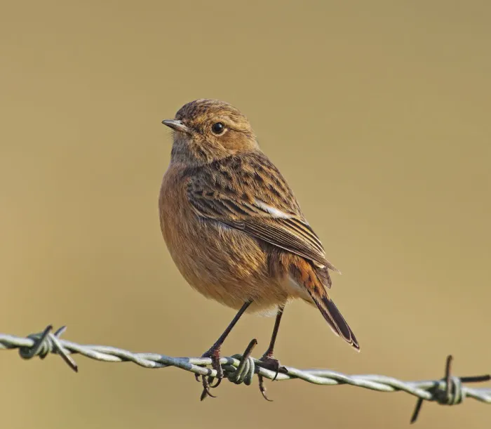 Framed Print : Stonechat [Saxicola torquata]
