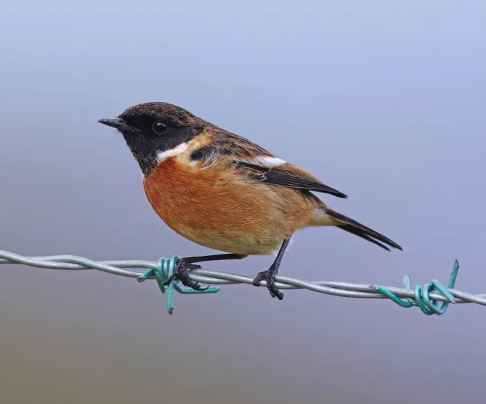 Framed Print : Stonechat [Saxicola torquata]
