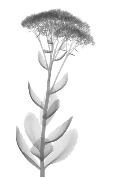 Stonecrop (Sedum sp. ), X-ray