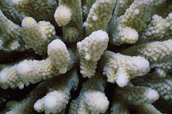 Stony Finger Coral