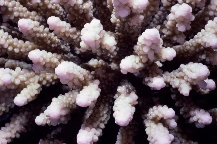 Framed Print : Stony finger coral (Acropora sp. ) Framed Print : Stony finger coral (Acropora sp. )