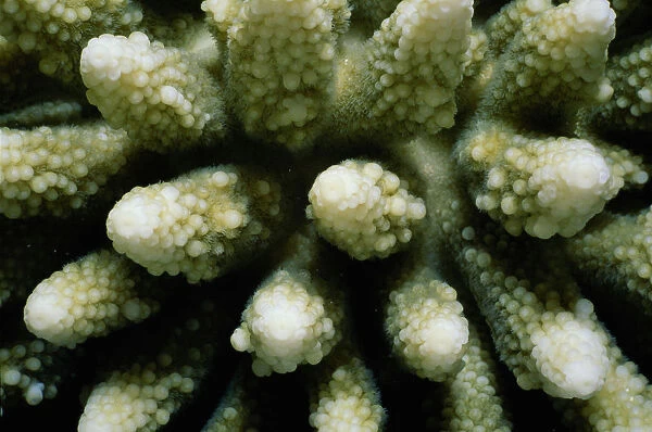 Stony finger coral (Acropora sp. ) with polyps extended for feeding