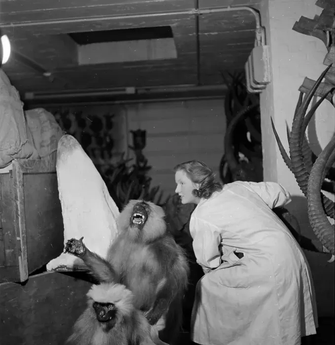 Framed Print : In Store. 28th February 1953: Stuffed monkeys are in storage at the National Framed Print : In Store. 28th February 1953: Stuffed monkeys are in storage at the National