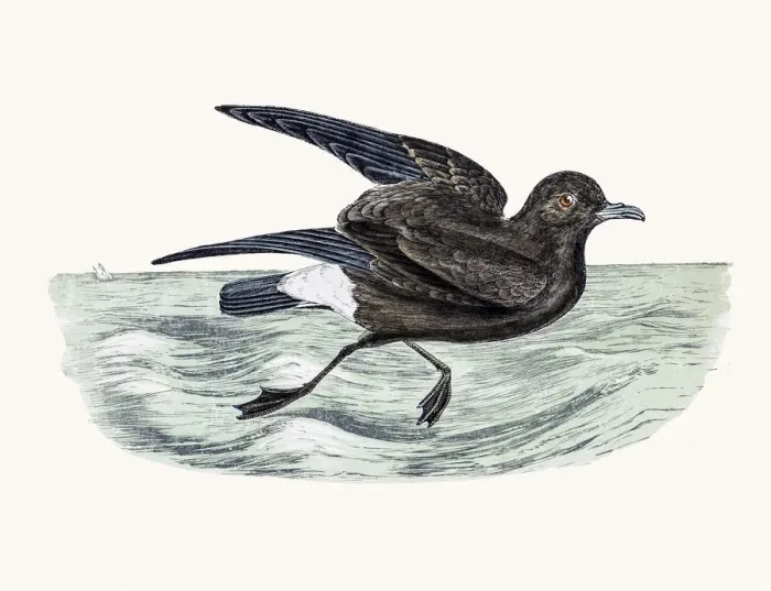 Framed Print : Storm petrel Framed Print : Storm petrel