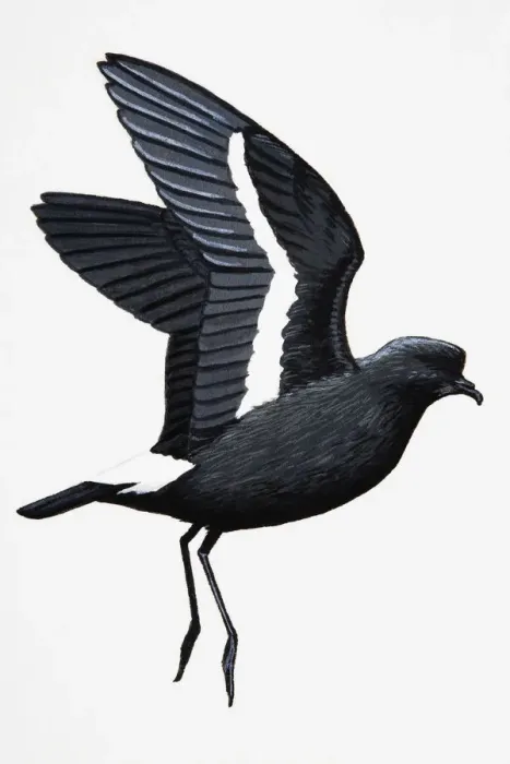 Framed Print : Storm Petrel (Hydrobates pelagicus), adult Framed Print : Storm Petrel (Hydrobates pelagicus), adult