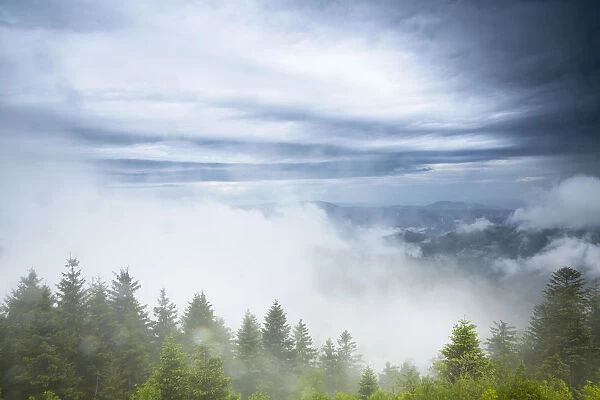 Stormy atmosphere with fog after heavy rain falls on the Schliffkopf mountain, Black Forest, Baden-Wurttemberg, Germany