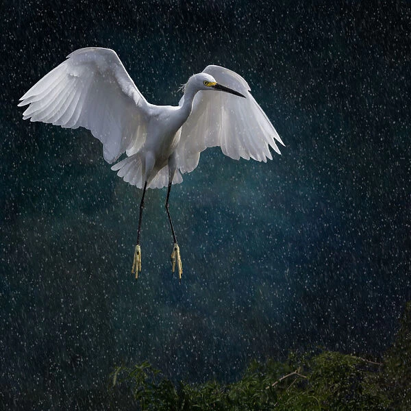Stormy Snowy Egret. Snowy Egret (Egretta thula) comes in for a landing