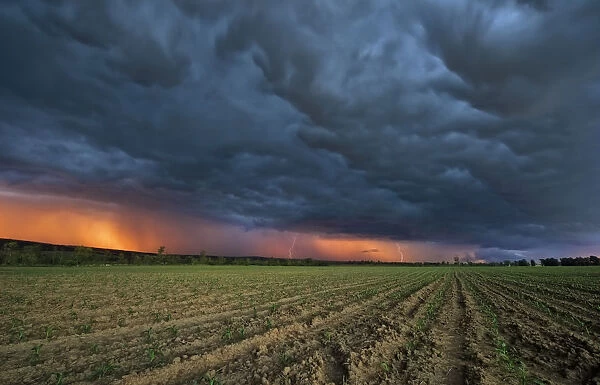 Stormy Sunset with Lightning Stikes over Young Maize (Corn) Crops, Magaliesburg, Gauteng Province, South Africa