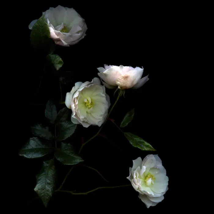 Framed Print : Story of roses Framed Print : Story of roses