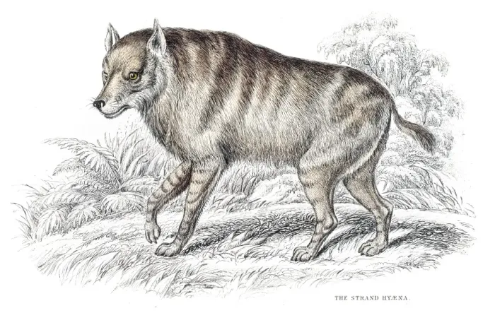Framed Print : Strand hyena engraving 1840 Framed Print : Strand hyena engraving 1840