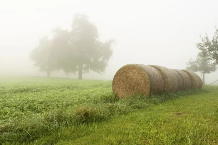 Framed Print : Straw bales in a field in autumn, Ueberlingen, Lake Constance, Baden-Wuerttemberg, Germany, Europe, PublicGround Framed Print : Straw bales in a field in autumn, Ueberlingen, Lake Constance, Baden-Wuerttemberg, Germany, Europe, PublicGround