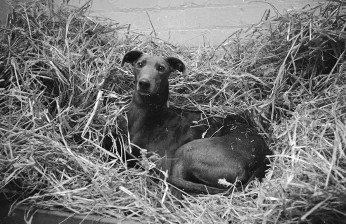 Framed Print : Straw Dog. 12th October 1946: Quare Times, the record-breaking greyhound