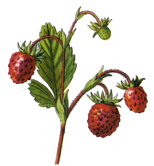 Framed Print : strawberries Framed Print : strawberries