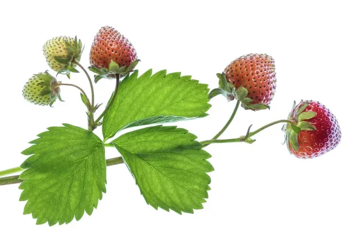 Framed Print : Strawberries Framed Print : Strawberries