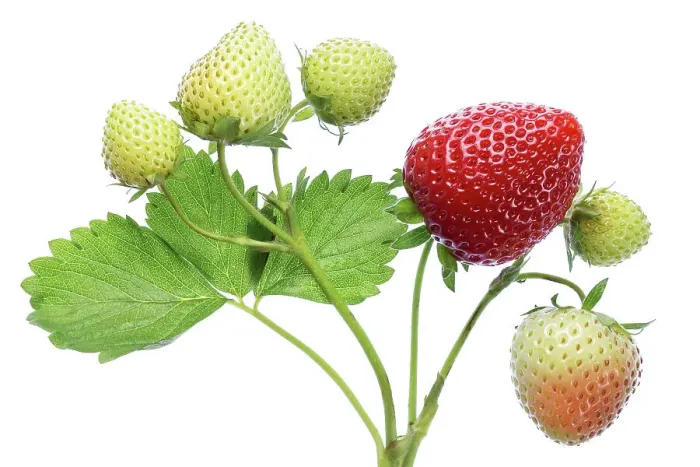 Framed Print : Strawberries Framed Print : Strawberries